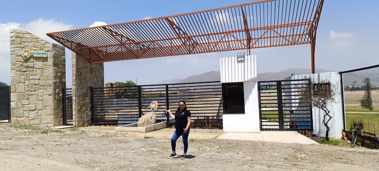 Gorriones Mollebaya