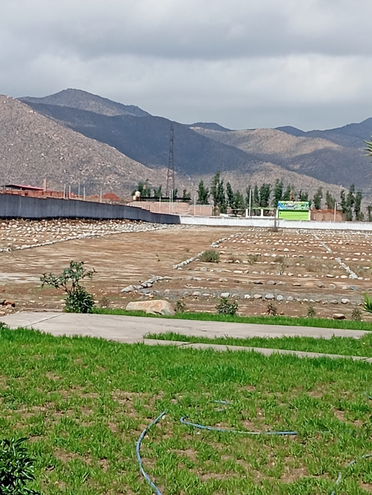 Gorriones Mollebaya
